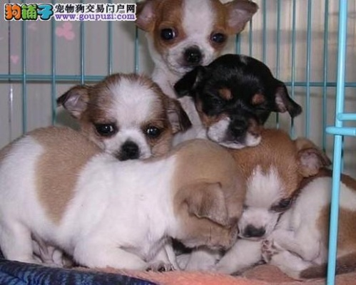 哪里有卖吉娃娃犬保定市 哪里有卖吉娃娃犬保定市