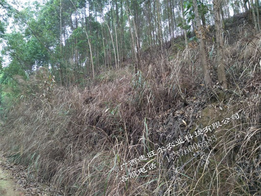 桉树林除草工具大全图片长尾关键词集合 桉树林除草工具大全图片长尾关键词集合