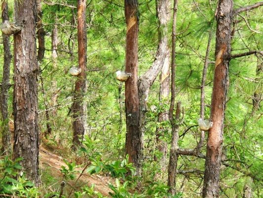 厦门松油的相关长尾关键词有哪些 厦门松油的相关长尾关键词有哪些