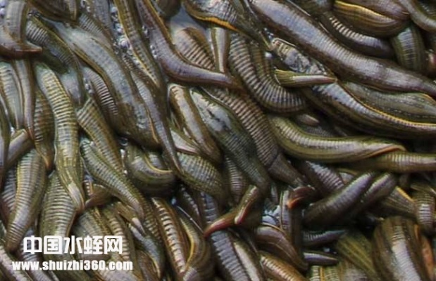 河南蚂蝗哪个地区 河南蚂蝗哪个地区