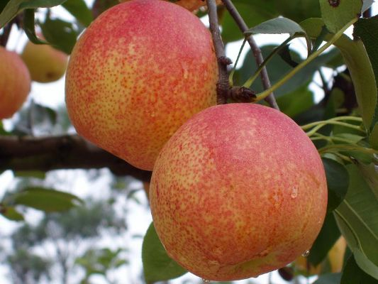 西安红皮梨相关长尾关键词有哪些 西安红皮梨相关长尾关键词有哪些