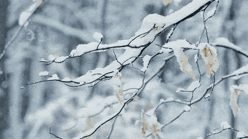 顽雪:冬日里的诗意与坚韧 顽雪:冬日里的诗意与坚韧