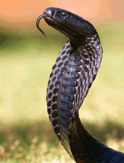 眼镜王蛇电影相关长尾关键词有哪些 眼镜王蛇电影相关长尾关键词有哪些