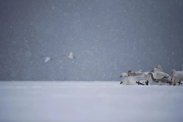 顽雪:冬日里的诗意与坚韧 顽雪:冬日里的诗意与坚韧