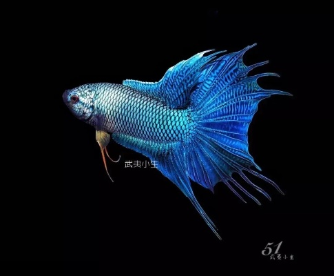 斗鱼南通包王相关长尾关键词有哪些 斗鱼南通包王相关长尾关键词有哪些