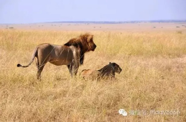 非洲雄狮:草原之王的生存挑战与保护希望 非洲雄狮:草原之王的生存挑战与保护希望