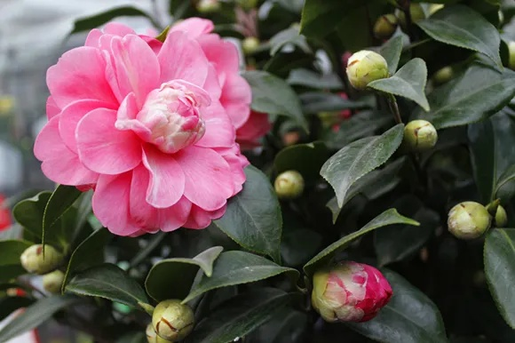 茶花在河南怎么样 茶花在河南怎么样
