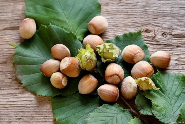 榛子是哪里产的? 榛子是哪里产的?