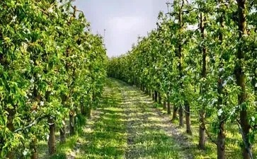 厦门果圃的相关长尾关键词有哪些 厦门果圃的相关长尾关键词有哪些
