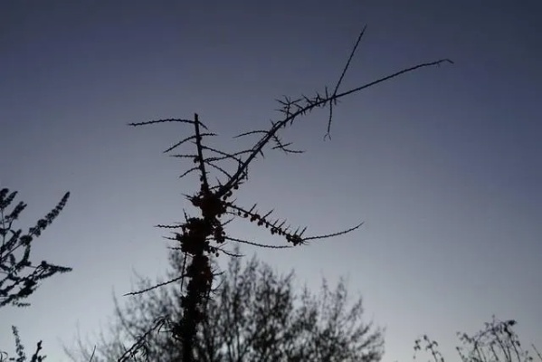 荆棘路上:我的挣扎与成长,一段刻骨铭心的真实故事 荆棘路上:我的挣扎与成长,一段刻骨铭心的真实故事