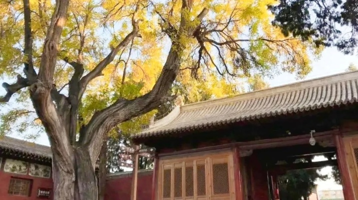 兰州四大古树? 兰州四大古树?