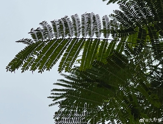叶根在 厦门的相关长尾关键词有哪些 叶根在 厦门的相关长尾关键词有哪些