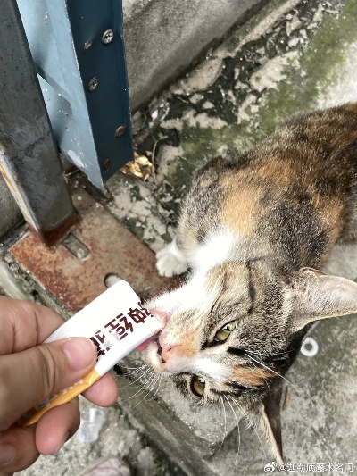 杭州猫放生的相关长尾关键词有哪些 杭州猫放生的相关长尾关键词有哪些