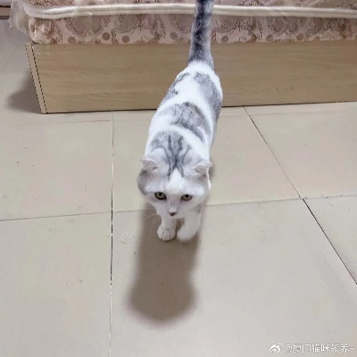 找厦门养猫群的相关长尾关键词有哪些 找厦门养猫群的相关长尾关键词有哪些