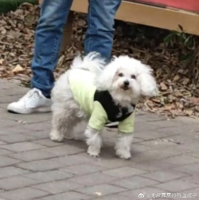 西安市丢狗怎么办 西安市丢狗怎么办