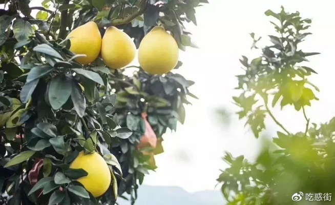 福柚孕育靠谱吗? 福柚孕育靠谱吗?