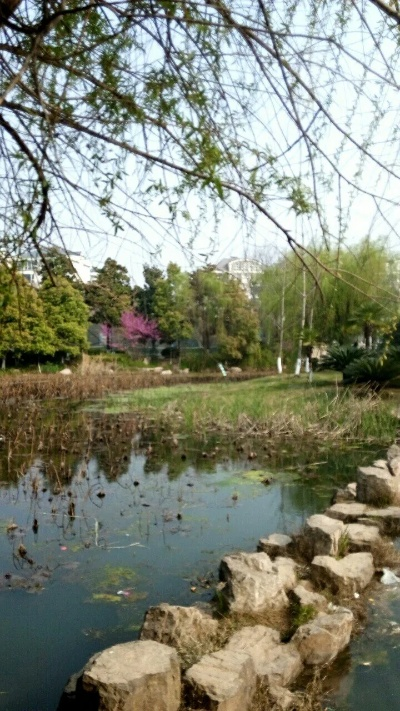 常青公园属于哪个街道办事处? 常青公园属于哪个街道办事处?