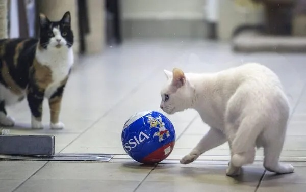 猫咪版世界杯:一场关于友谊与运动的盛宴 猫咪版世界杯:一场关于友谊与运动的盛宴
