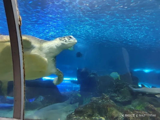 长沙海底世界怎么样? 长沙海底世界怎么样?