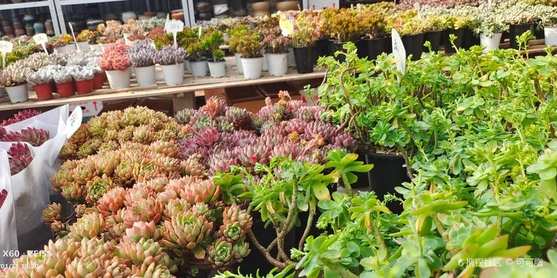 长沙红星金屏花卉市场具体选址? 长沙红星金屏花卉市场具体选址?