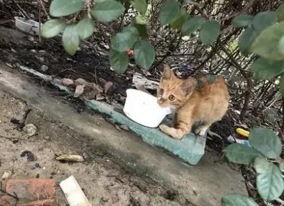 桂林市流浪猫怎么处理 桂林市流浪猫怎么处理
