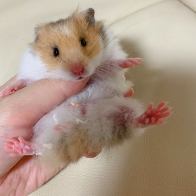 南通送金丝熊相关长尾关键词有哪些 南通送金丝熊相关长尾关键词有哪些