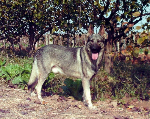 南宁狼青的相关长尾关键词有哪些 南宁狼青的相关长尾关键词有哪些