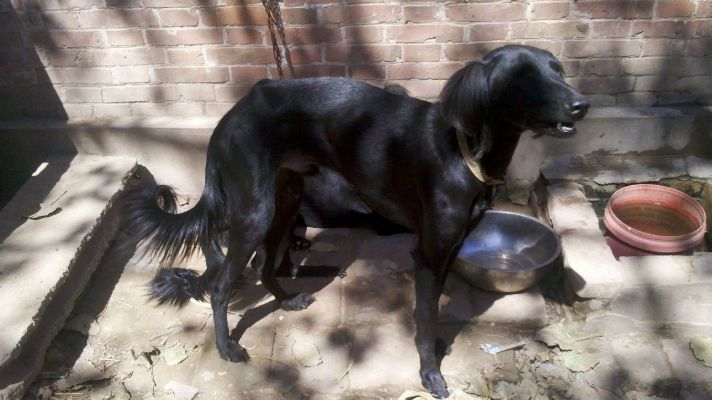 保定市猎狗黑妹的长尾关键词有哪些 保定市猎狗黑妹的长尾关键词有哪些