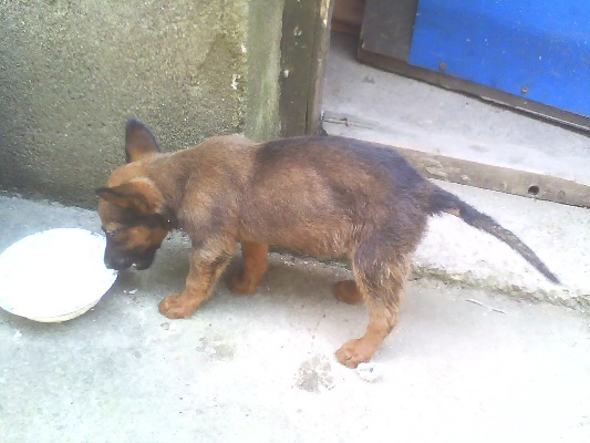 厦门小狼狗的相关长尾关键词有哪些 厦门小狼狗的相关长尾关键词有哪些