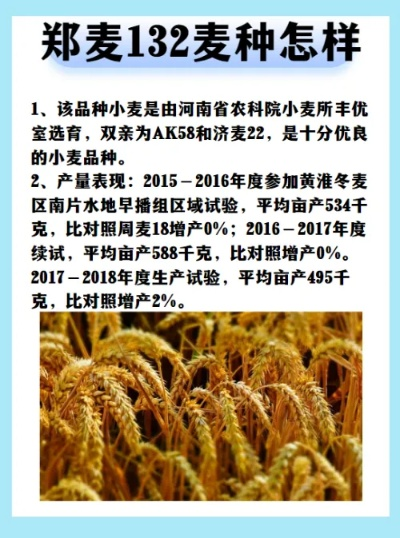 河南几号种麦最好? 河南几号种麦最好?