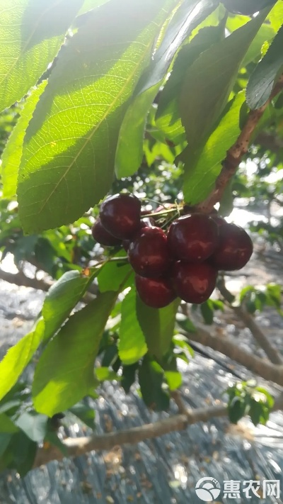 大连站葡桃下载的长尾关键词有什么 大连站葡桃下载的长尾关键词有什么