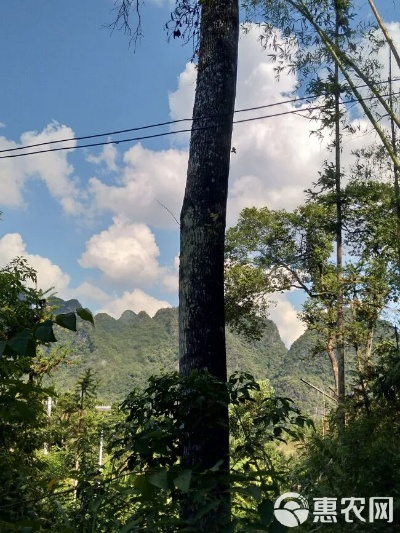 桂林到枫木相关长尾关键词有哪些 桂林到枫木相关长尾关键词有哪些