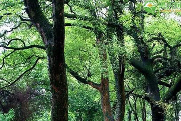 什么是长沙市树 什么是长沙市树