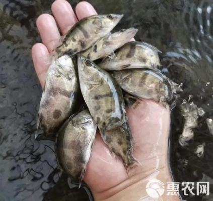 桂林市的桂鱼苗在哪里买 桂林市的桂鱼苗在哪里买