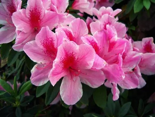 长沙市花? 长沙市花?