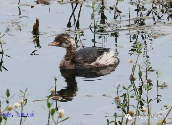 合肥市的市鸟是什么鸟 合肥市的市鸟是什么鸟