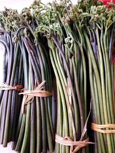 桂林市特产蕨菜有哪些地方 桂林市特产蕨菜有哪些地方