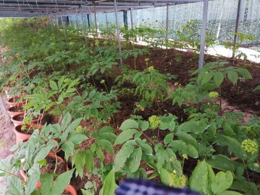 武汉市适合种植什么人参 武汉市适合种植什么人参