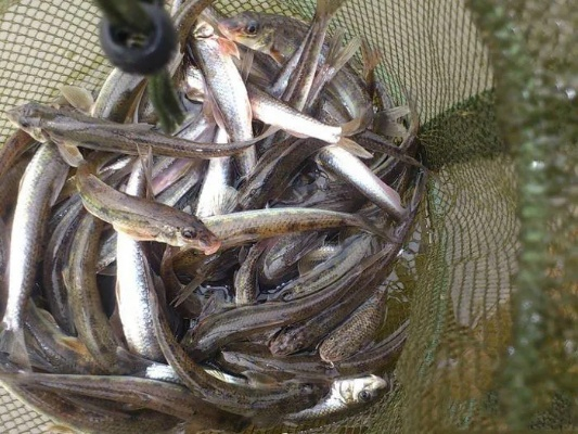 厦门子鱼搭子的相关长尾关键词有哪些 厦门子鱼搭子的相关长尾关键词有哪些