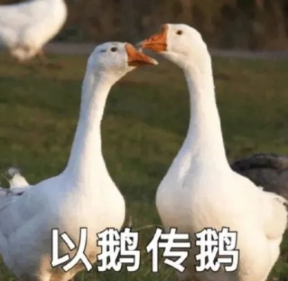 鹅鹅鹅饿饿:一场关于饥饿与情感的奇妙共鸣 鹅鹅鹅饿饿:一场关于饥饿与情感的奇妙共鸣