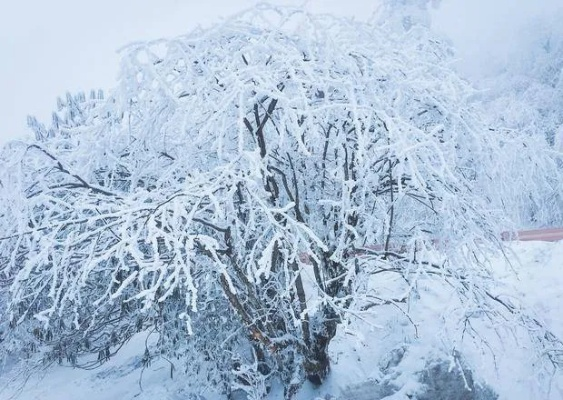 顽雪:冬日里的诗意与坚韧 顽雪:冬日里的诗意与坚韧