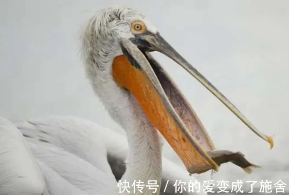 神秘醍醐鸟现身云南:一场跨越千年的生态奇迹引发年轻人热议 神秘醍醐鸟现身云南:一场跨越千年的生态奇迹引发年轻人热议