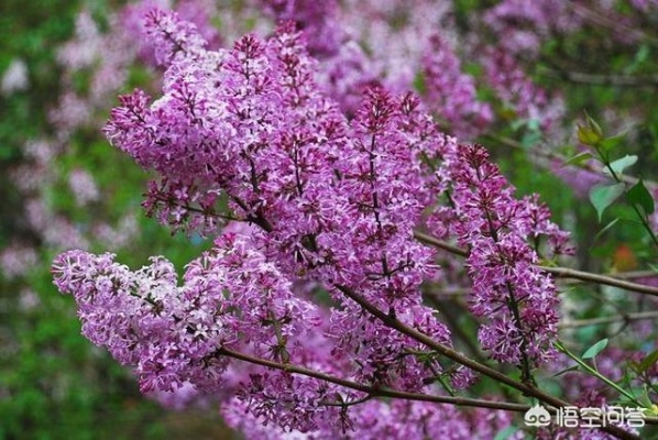 哈尔滨市市花是什么花 哈尔滨市市花是什么花