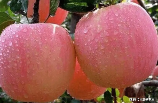 10月份西安特色水果有什么? 10月份西安特色水果有什么?