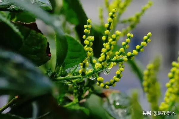 金珠兰:古老东方的神秘瑰宝,为何让年轻人如此着迷? 金珠兰:古老东方的神秘瑰宝,为何让年轻人如此着迷?