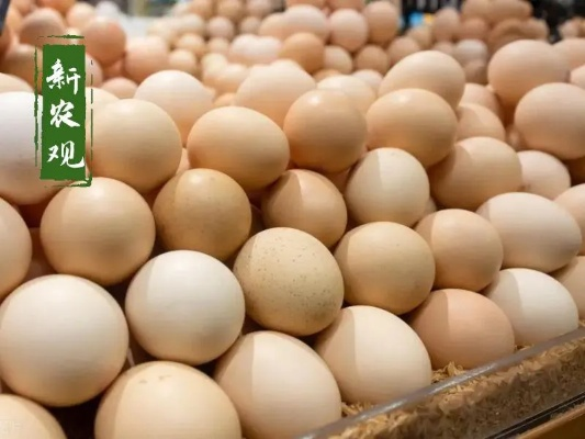 【哈尔滨今日鸡蛋价格】2025年6月9日哈尔滨鸡蛋价格是多少 【哈尔滨今日鸡蛋价格】2025年6月9日哈尔滨鸡蛋价格是多少