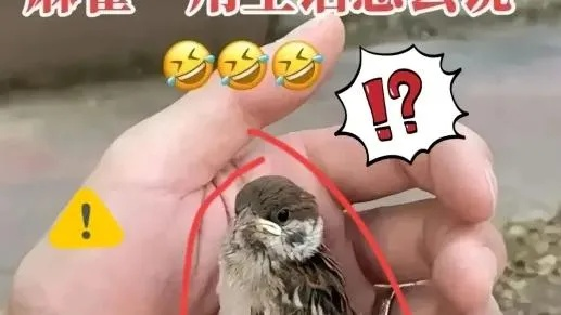 武汉有比麻雀还小的鸟吗? 武汉有比麻雀还小的鸟吗?