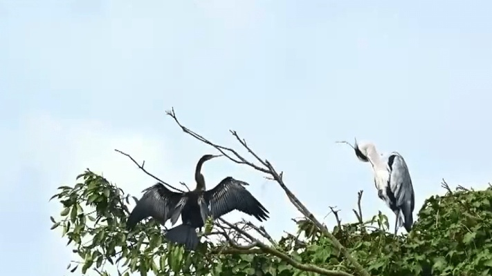 神秘醍醐鸟现身云南:一场跨越千年的生态奇迹引发年轻人热议 神秘醍醐鸟现身云南:一场跨越千年的生态奇迹引发年轻人热议