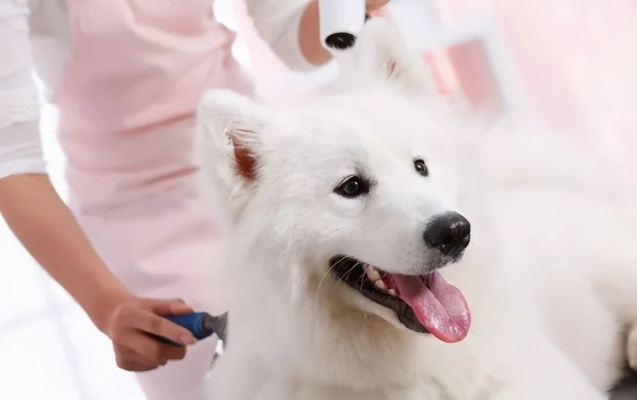 桂林市小白宠物会所相关长尾关键词有哪些 桂林市小白宠物会所相关长尾关键词有哪些