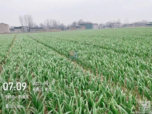 河南开春种什么莱 河南开春种什么莱